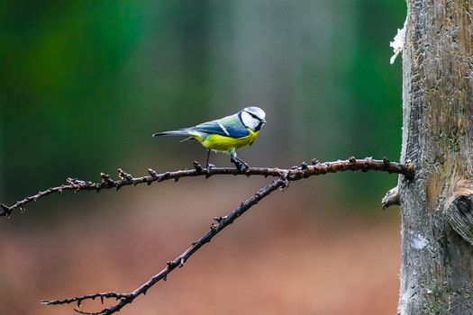 Blue Tit Bird sitting on a stump in a spring forest