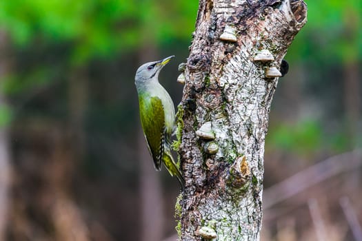 Gray-headed Woodpecker sitting on a tree stump in a spring forest