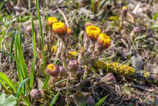 coltsfoot - medicinal plant tussilago farfara growing in the forest, a beautiful sunny day