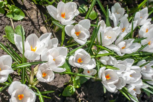 crocuses - first spring flowers in a garden, a beautiful sunny day