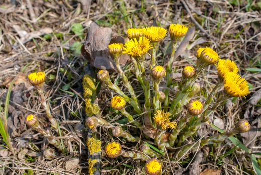 coltsfoot - medicinal plant tussilago farfara growing in the forest, a beautiful sunny day