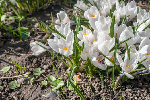 crocuses - first spring flowers in a garden, a beautiful sunny day