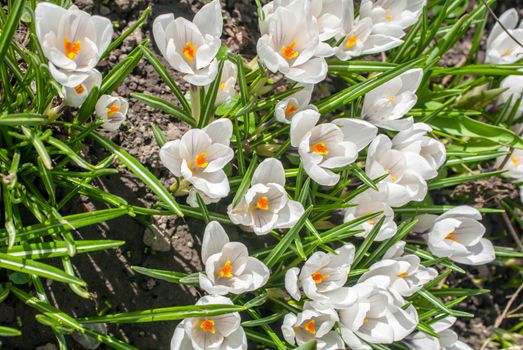 crocuses - first spring flowers in a garden, a beautiful sunny day