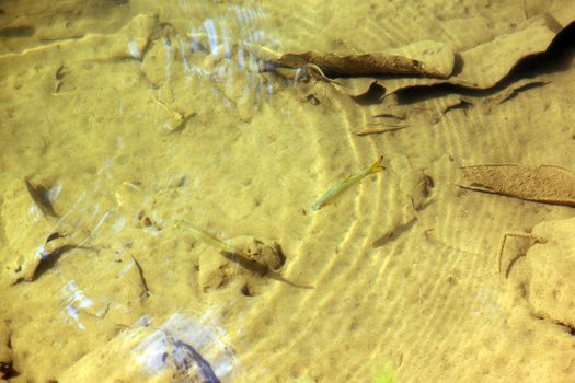 small fish in the reddish waters and reflection