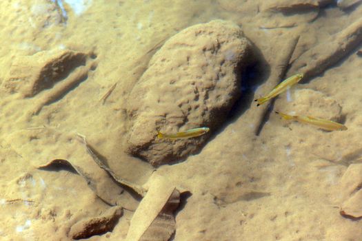 small fish in the reddish waters and reflection