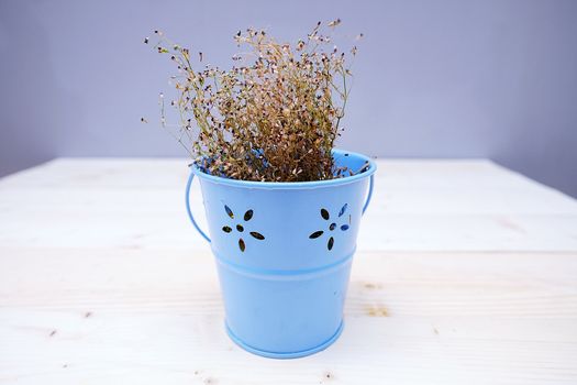 Dry Baby's Breath Flower in The Blue Pot on the Table Wood