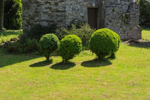 Arborvitae Thuja cut in shape on a meadow.