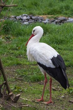 Adult stork in its natural habitat