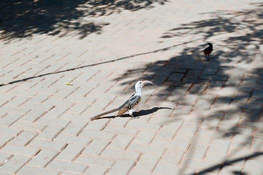 Hornbill on a cobbled ground near the savannah of Tsavo West Park in Kenya