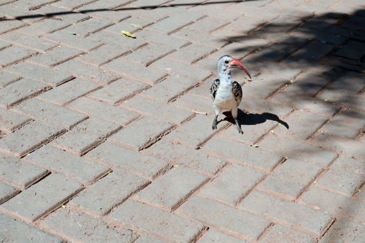 Hornbill on a cobbled ground near the savannah of Tsavo West Park in Kenya