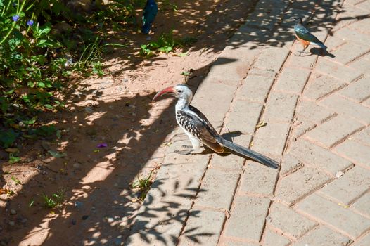 Hornbill and a blue bird on a paving soil near the savanna of Tsavo West Park in Kenya