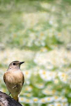 Spring nature flower background with bird, a female Redstart. Selective focus.