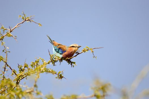 Roller with long strands on a tree in the savannah of Tsavo West park in Kenya