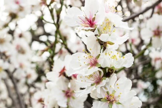 The beautiful flowers of the Sicilian almond