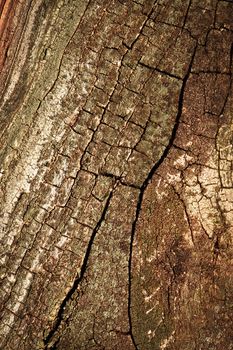 abstract background or texture old tree bark with cracks