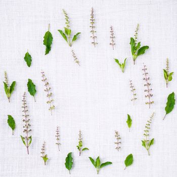 The circle of fresh holy basil leaves and holy basil flower setup with flat lay on white fabric background.