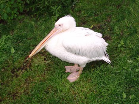 white pelican