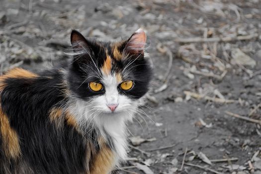 Stray tricolor cat watching in anticipation . Selective focus.