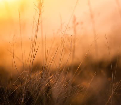 Retro Vintage Background Texture Of Shallow Focus Meadow Grass At Sunset