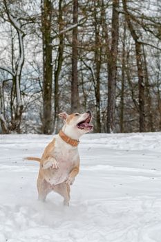 Staffordshire bull terrier in the jump on a snow