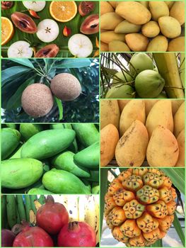 Collage of patterns with fruits. Collection of tropical fruits background.
