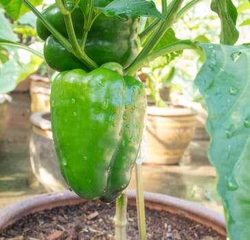 Green peppers growing in the garden