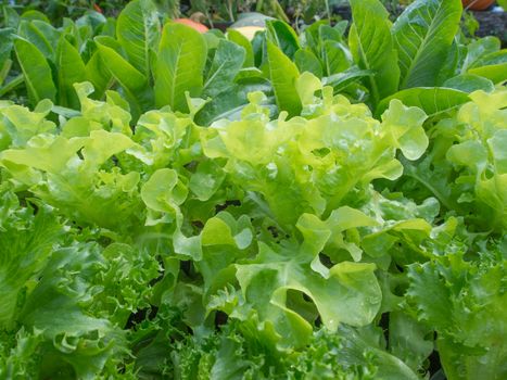 Lettuce In the plots
