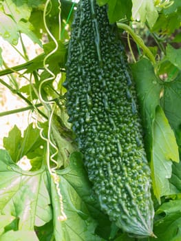 bitter cucumber growing in the garden