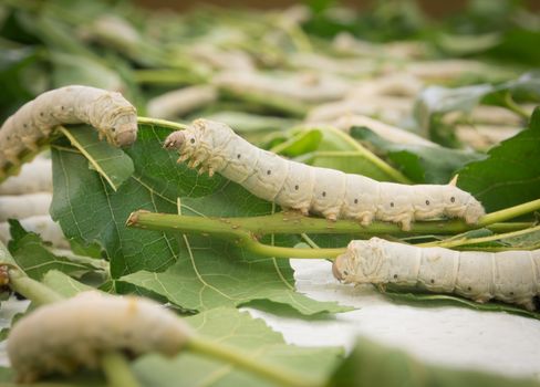 closeup silkworms eating mulberry green leaf