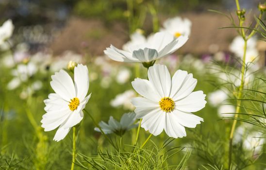 Cosmos flowers in the central park of natural light.