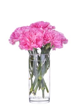 Pink carnations in a glass isolated on white background.