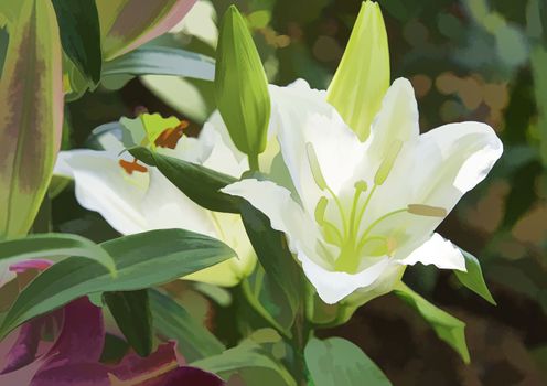 Lily white flowers in the garden, using filters.