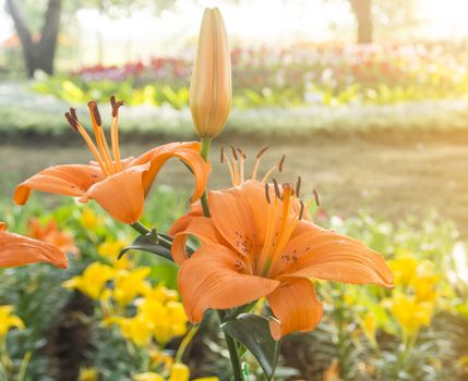 Lily orange flowers in the garden with the morning sunlight.