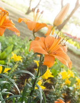 Lily orange flowers in the garden with the morning sunlight.