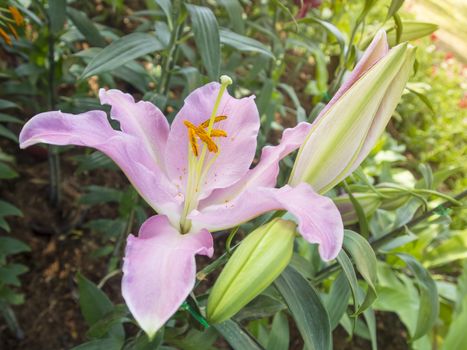 Lily pink flowers in the garden with the morning sunlight.