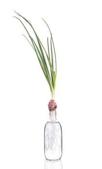 Onions are grown in glass isolated on white background.