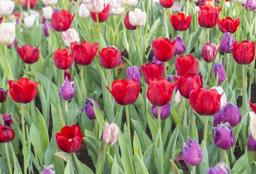 Colorful tulips in the garden with warm sunshine.