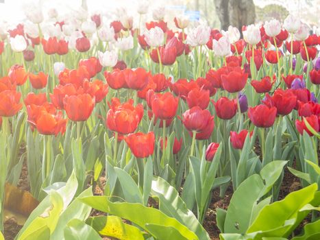 Colorful tulips in the garden with warm sunshine.