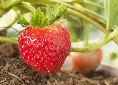 Strawberry on the trees in the garden.