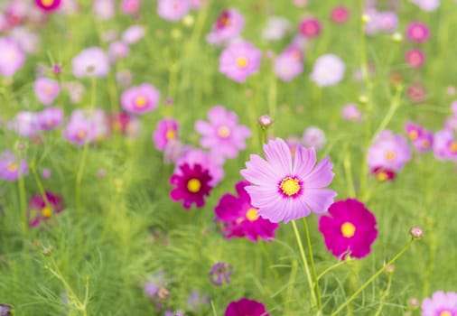 Cosmos colorful flowers in the garden with natural light.