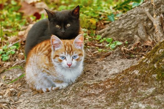 Portrait of Two Little Kittens near the Tree