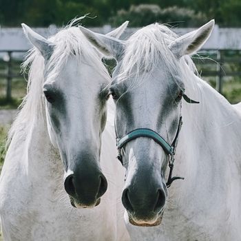 Portrait of Two White Horses