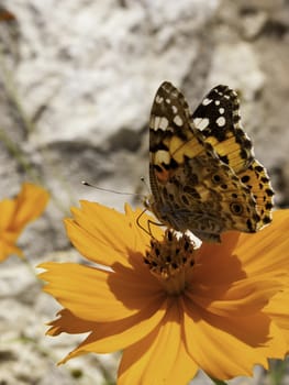 A Butterfly Nectaring On An Orange Flower