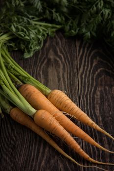 Freshly grown carrots on wooden table