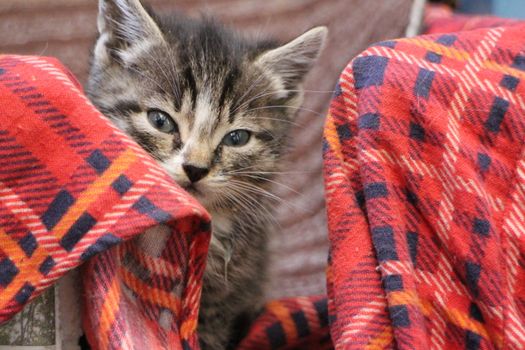 Little fluffy kitten in a basket close to  