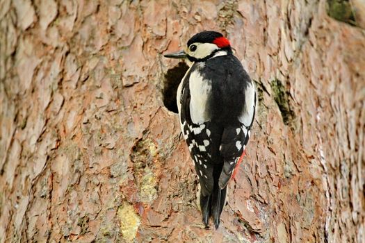 Great spotted woodpecker and tree brown