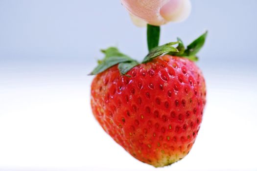 Close Up Red Strawberry in hand