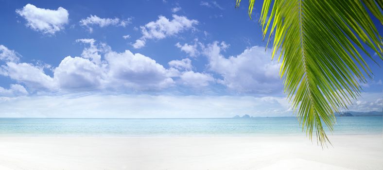View of nice tropical beach with some palms. banner. extra space for text