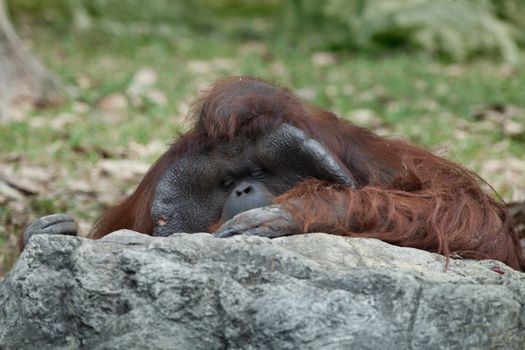 portrait of thoughtful  sad orangutan in summer invironment