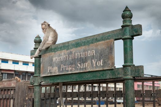 close up portrait of young monkey is sitting on the gate in Lopburi,Thailand